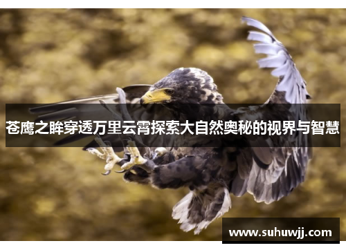 苍鹰之眸穿透万里云霄探索大自然奥秘的视界与智慧